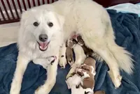 Nova, a female Great Pyrenees for sale in Michiana, MI – 3 of 3