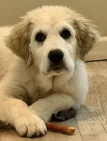 Midnight , a male Great Pyrenees for sale in Michiana, MI – 1 of 9