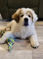 Buck, a male Bernese Mountain Dog and Great Pyrenees for sale in Niles, MI – Photo 2 of 10