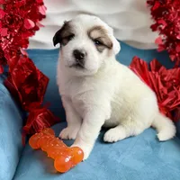 Buck, a male Bernese Mountain Dog and Great Pyrenees for sale in Niles, MI – Photo 7 of 10