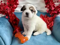Buck, a male Bernese Mountain Dog and Great Pyrenees for sale in Michiana, MI – Photo 1 of 4