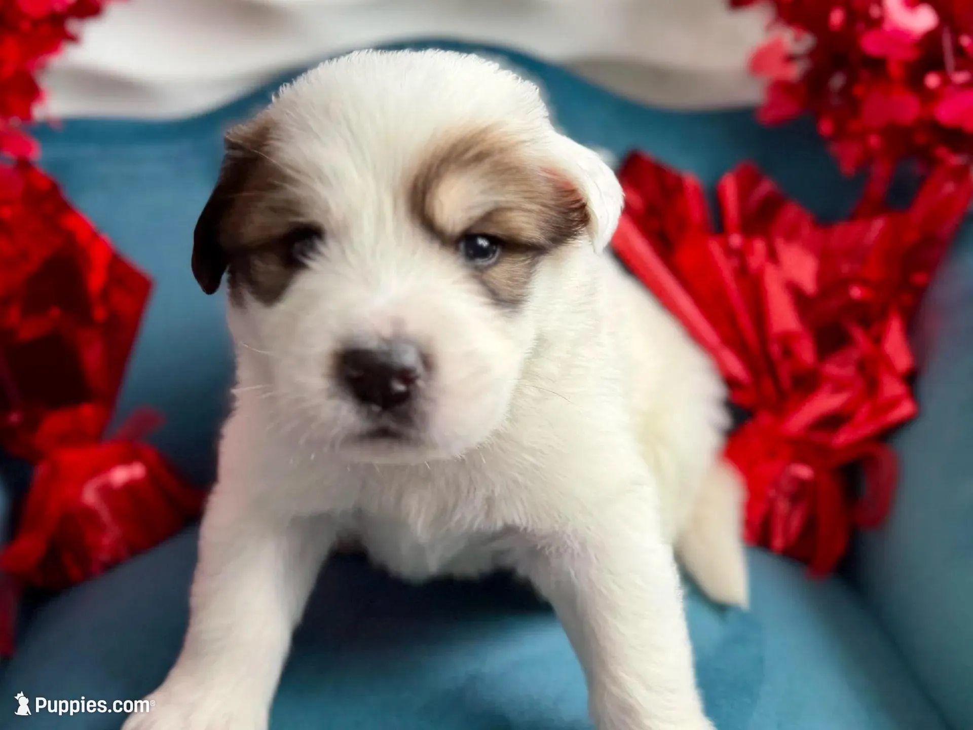 Buck, a male Bernese Mountain Dog and Great Pyrenees for sale in Niles, MI – Photo 9 of 10