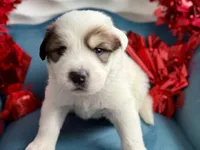 Buck, a male Bernese Mountain Dog and Great Pyrenees for sale in Michiana, MI – Photo 2 of 4