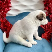 Buck, a male Bernese Mountain Dog and Great Pyrenees for sale in Niles, MI – Photo 10 of 10