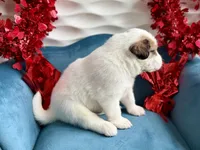 Buck, a male Bernese Mountain Dog and Great Pyrenees for sale in Michiana, MI – Photo 4 of 4