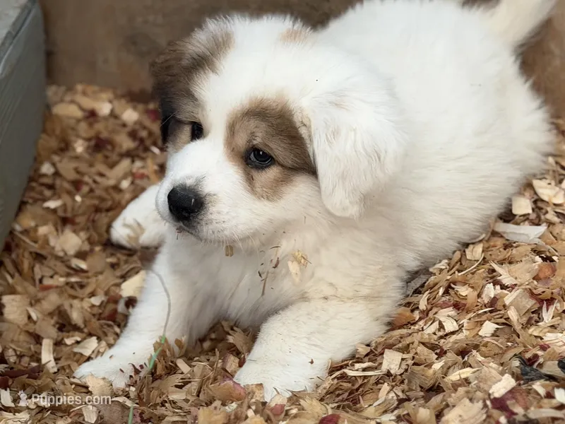 Buck – Bernese Mountain Dog, Great Pyrenees puppy for sale in Niles, MI