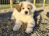 Buck, a male Bernese Mountain Dog and Great Pyrenees for sale in Niles, MI – Photo 6 of 10