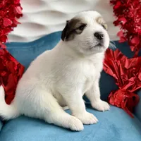 Buck, a male Bernese Mountain Dog and Great Pyrenees for sale in Niles, MI – Photo 8 of 10