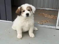 Buck, a male Bernese Mountain Dog and Great Pyrenees for sale in Niles, MI – Photo 5 of 10