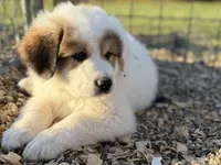 Buck, a male Bernese Mountain Dog and Great Pyrenees for sale in Niles, MI – Photo 3 of 10