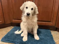 Midnight , a male Great Pyrenees for sale in Michiana, MI – 6 of 9