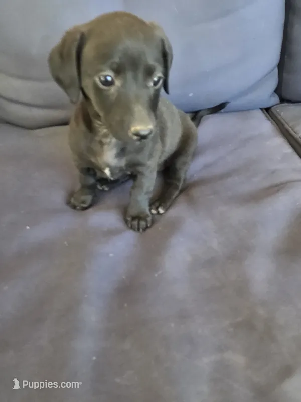 August  – Chiweenie puppy for sale in Counce, TN