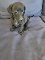 August , a female Chiweenie for sale in Counce, TN – 1 of 1