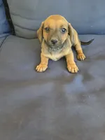 Brownie , a female Chiweenie for sale in Counce, TN – 1 of 1