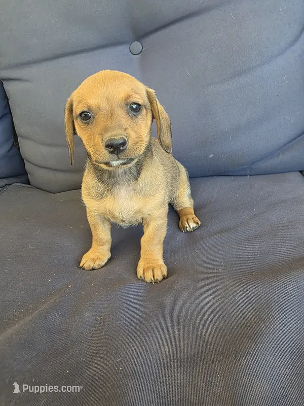 Cupcake  – Chiweenie puppy for sale in Counce, TN