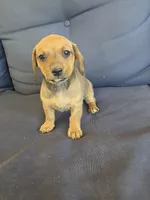 Cupcake , a female Chiweenie for sale in Counce, TN – 1 of 1