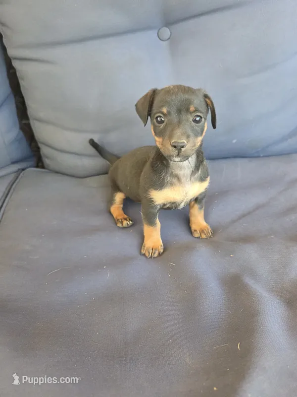 June – Chiweenie puppy for sale in Counce, TN