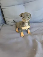 June, a female Chiweenie for sale in Counce, TN – 1 of 1