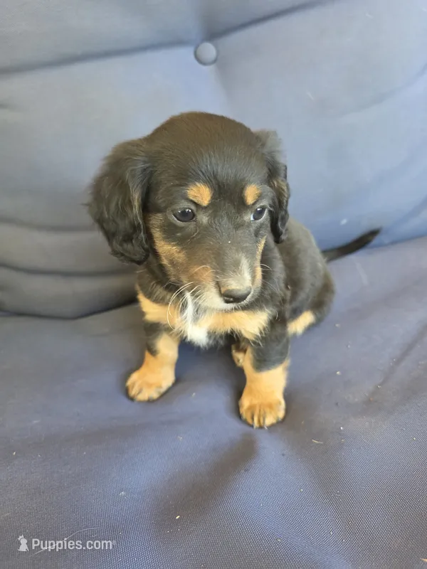May  – Chiweenie puppy for sale in Counce, TN