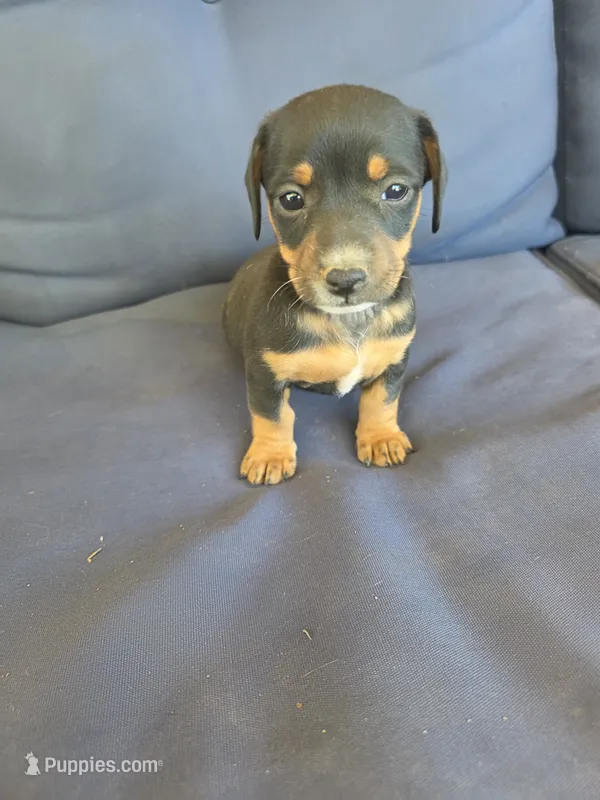 July – Chiweenie puppy for sale in Counce, TN