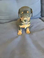 July, a female Chiweenie for sale in Counce, TN – 1 of 1