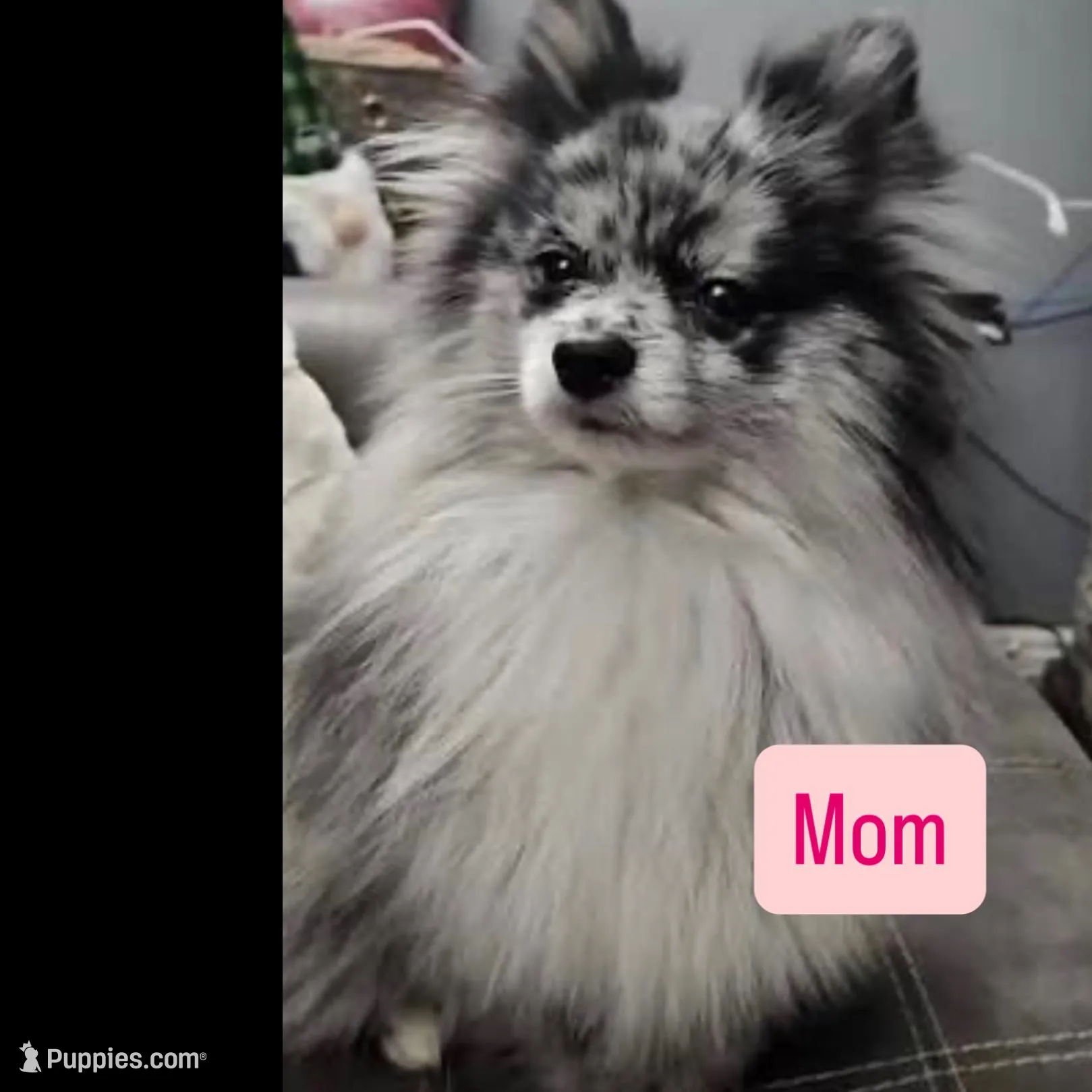 Litter coming soon!!