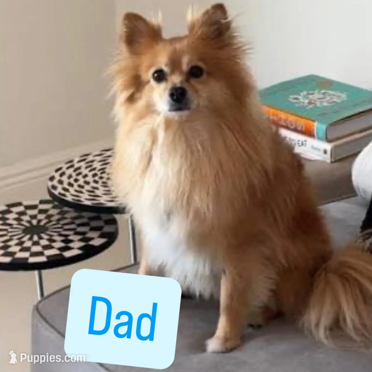 Litter coming soon!!, a  Pomeranian for sale in Kent, OH – Photo 2 of 2