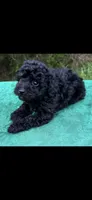 Molly Boy 2, a male Poodle - Miniature  for sale in Randolph, MS – 1 of 1
