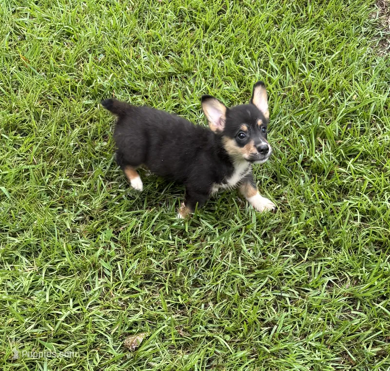 Rocky Boy  – Pembroke Welsh Corgi puppy for sale in Randolph, MS