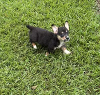 Rocky Boy , a male Pembroke Welsh Corgi for sale in Randolph, MS – 2 of 2