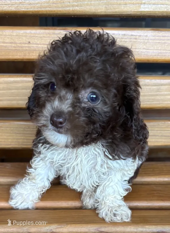 Cookie Girl 4 – Poochon puppy for sale in Randolph, MS