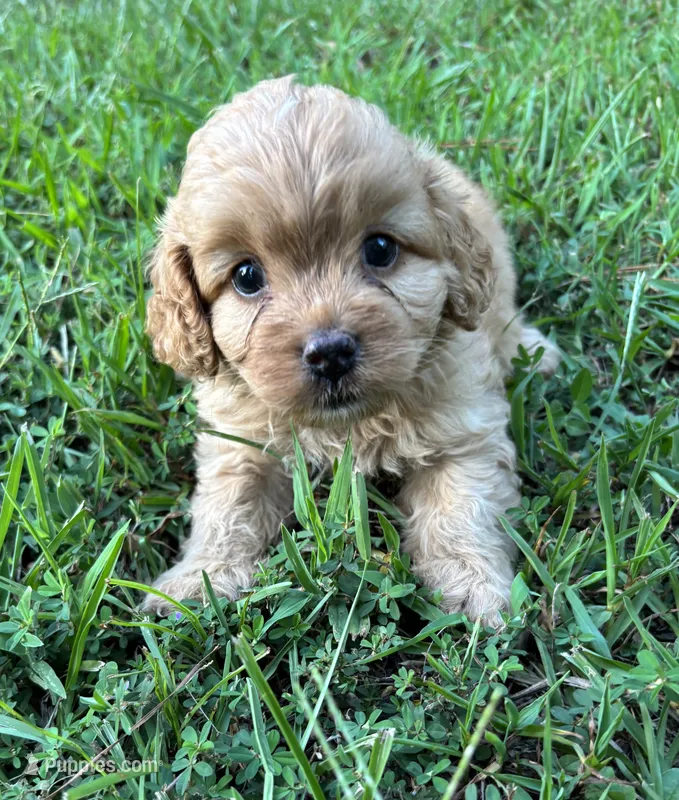 CavaPoo Boy 1 – Cavapoo puppy for sale in Randolph, MS
