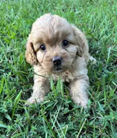 CavaPoo Boy 1, a male Cavapoo for sale in Randolph, MS – 1 of 4