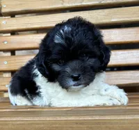 Penny Girl 3, a female Shihpoo for sale in Randolph, MS – 3 of 3