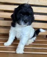 Penny Boy 1, a female Shihpoo for sale in Randolph, MS – 3 of 3