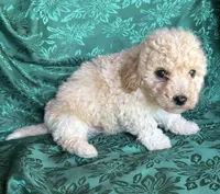 Romeo Boy 2, a male Poochon for sale in Randolph, MS – Photo 2 of 2