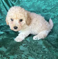 Romeo Boy 2, a male Poochon for sale in Randolph, MS – Photo 1 of 2