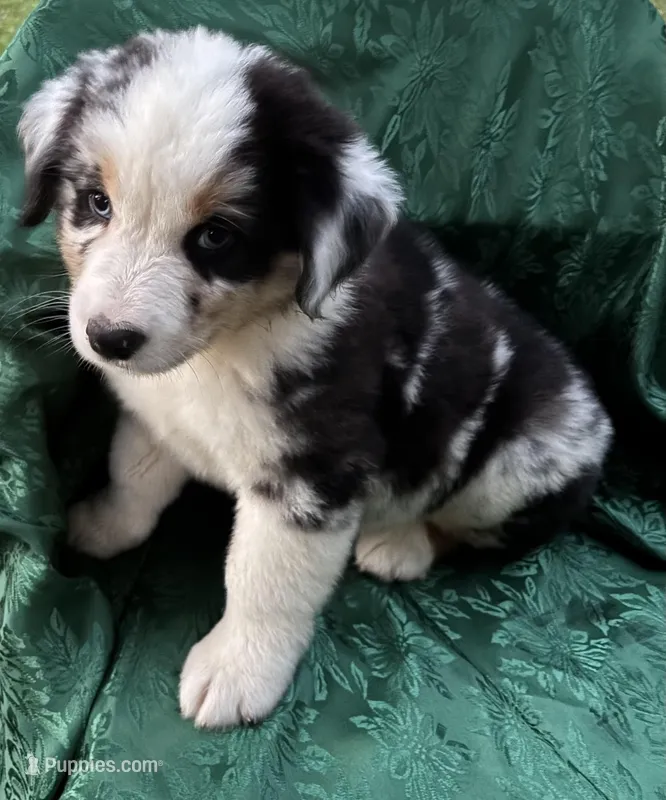 Bandit Boy 1 – Australian Shepherd puppy for sale in Randolph, MS