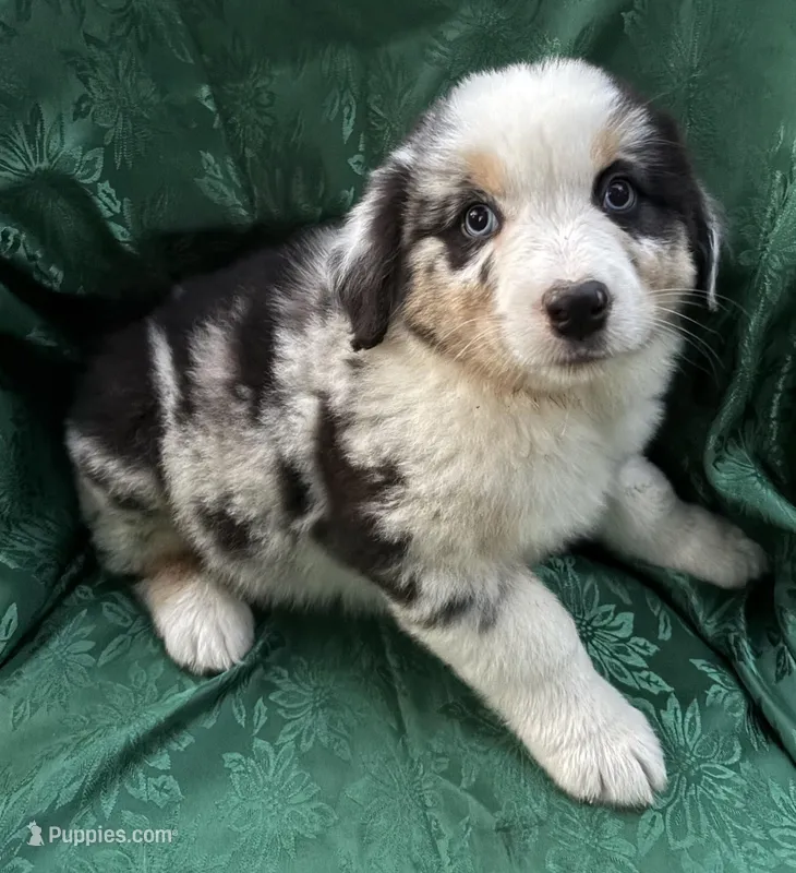 Bandit Boy 1 – Australian Shepherd puppy for sale in Randolph, MS