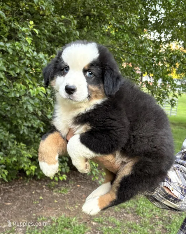 Bandit Boy 3, a male Australian Shepherd for sale in Randolph, MS – Photo 1 of 2
