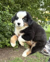 Bandit Boy 3, a male Australian Shepherd for sale in Randolph, MS – Photo 1 of 2