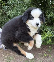 Bandit Boy 3, a male Australian Shepherd for sale in Randolph, MS – Photo 2 of 2