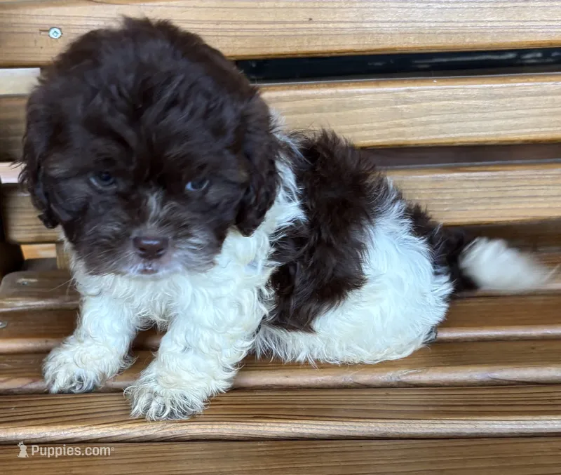 Penny Boy 2 – Shihpoo puppy for sale in Randolph, MS
