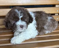 Penny Girl 1, a female Shihpoo for sale in Randolph, MS – 3 of 3