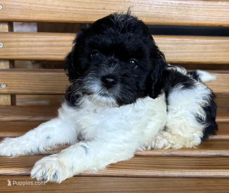 Penny Boy 1 – Shihpoo puppy for sale in Randolph, MS