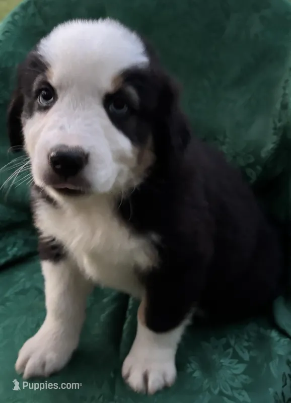 Bandit Boy 2 – Australian Shepherd puppy for sale in Randolph, MS