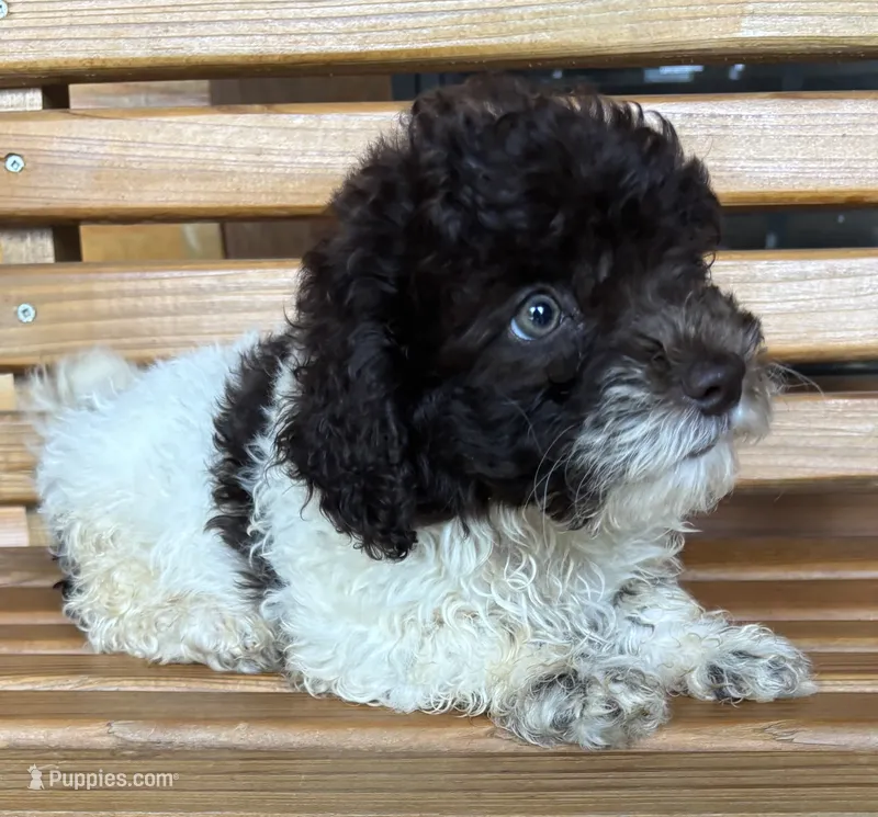 Cookie Girl 2 – Poochon puppy for sale in Randolph, MS