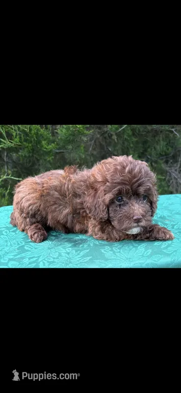 Molly Girl 2 – Poodle - Miniature  puppy for sale in Randolph, MS