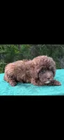 Molly Girl 2, a female Poodle - Miniature  for sale in Randolph, MS – 1 of 1