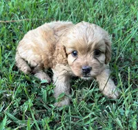CavaPoo Boy 1, a male Cavapoo for sale in Randolph, MS – 4 of 4